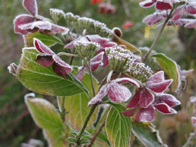 H_serrata_GrayswoodIMG_2187_1_640x480.JPG