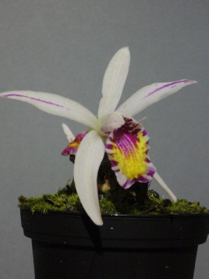 Pleione_maculata_1_600x600_80KB.jpg