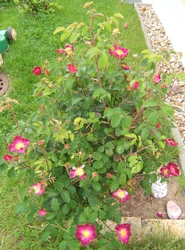 Violacea_Habitus.JPG