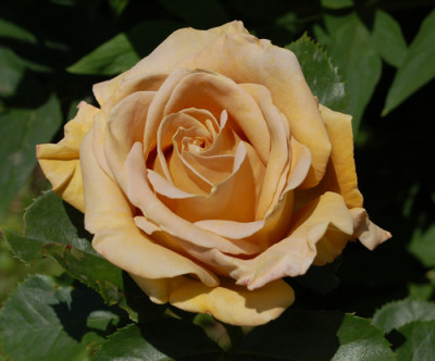 Honey_Dijon_0015__51129.jpg