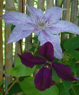 clematis-polish.jpg