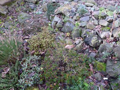Steingarten_Winter_3_fars_2009.jpg