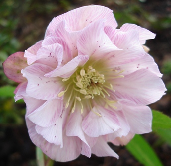 Dezember_2009_4.JPG