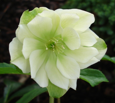 Dezember_2009_3.JPG