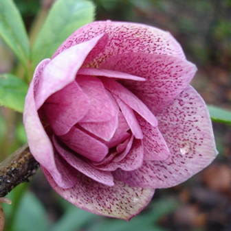 Garten_2009.JPG