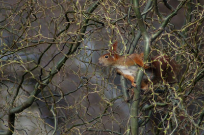 eichhorn_fruehling_N10673.jpg