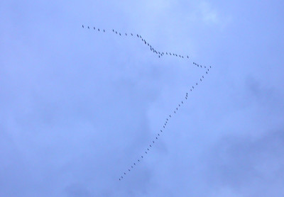 Kraniche_1.12.09.jpg