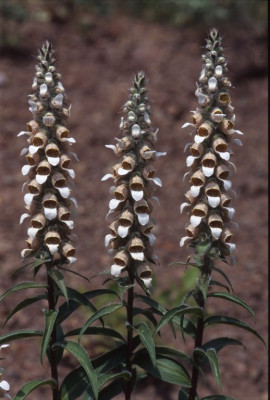 D._lanata_GR_2006.jpg