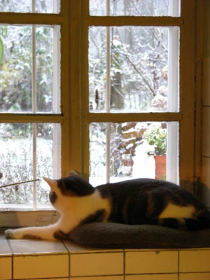 fagus_guckt_schnee.jpg