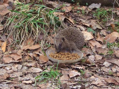 Igel2.JPG
