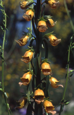 D._laevigata_GR_2009.jpg