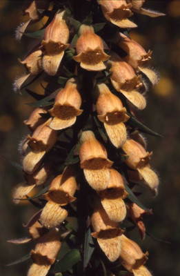 D._lutea_x_ferruginea.jpg
