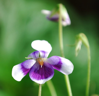 Viola_banksii.jpg