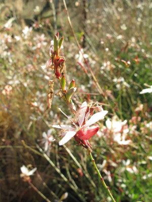 Gaura_0971.jpg