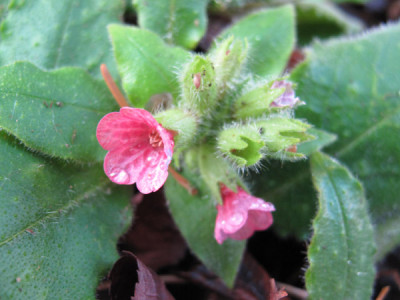 pulmonaria_0964.jpg