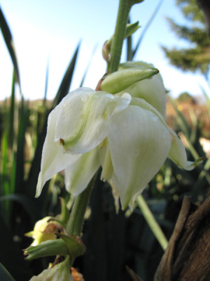 Yucca_filamentosa_0968.jpg
