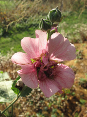 Alcea_Parkfrieden_0969.jpg