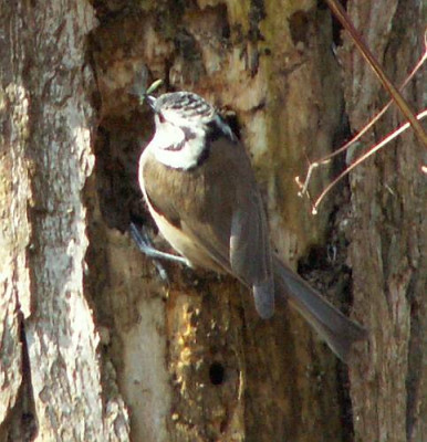 haubenmeise-09.jpg