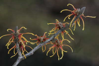 Hamamelis_intermedia_Feuerz.jpg