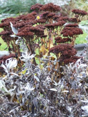 Sedum_Artemisia.jpg