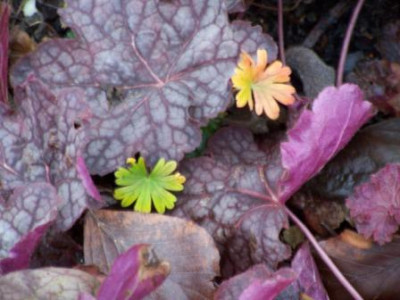 Heuchera_Geranium.jpg