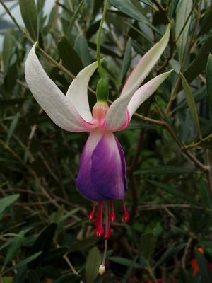 fuchsia_20091206_unbekannt.jpg