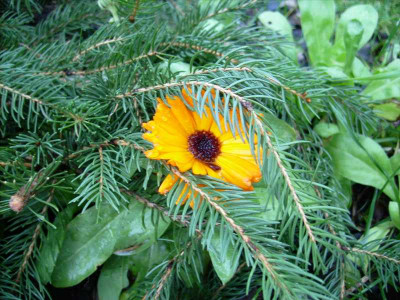 Ringelblume_Nikolaustag.jpg