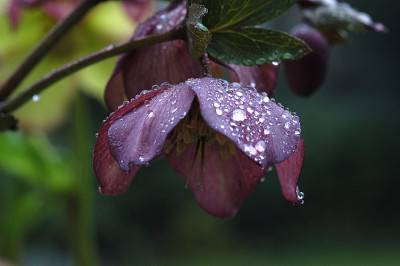 helleborus_tropfen_10645.jpg
