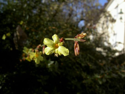 Forsythien20305.JPG
