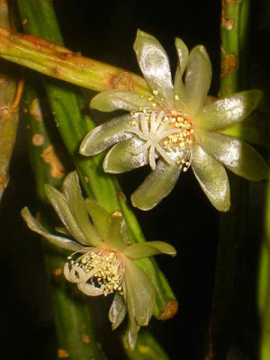Rhipsalis_3_IMG_4600.JPG