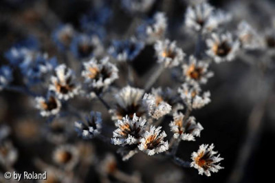 DSC_0212a1-t.jpg