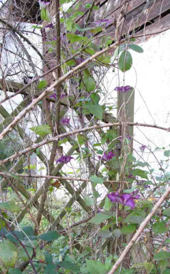 Clematis_i_Dez09.jpg