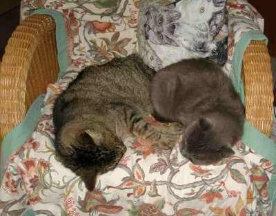Odin_u_Silver_i_neuen_Sessel.jpg