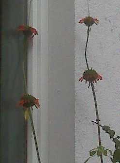 Rote-Blume-axel.jpg