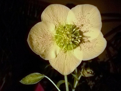 002anemone.jpg