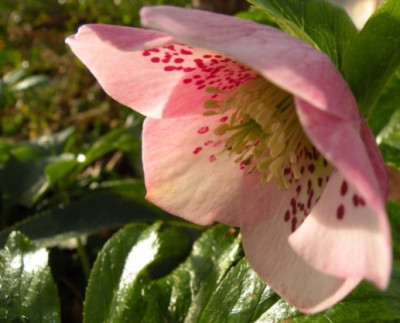 rosa_Schmetterling.JPG