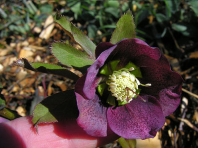Helleborus11.jpg