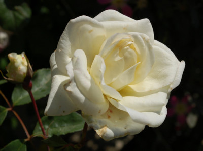 Ami_Poncet_0010__50384.jpg