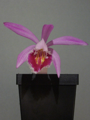 Pleione_Wharfedale_Pine_Warbler_1000x800_80KB.jpg