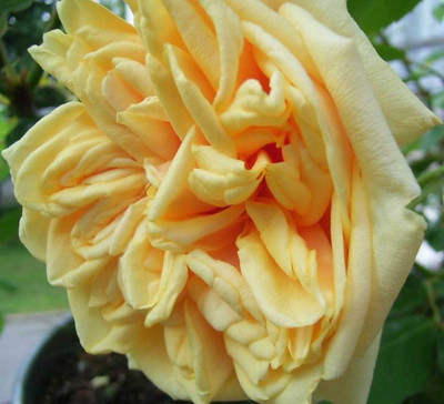BdOr_05_08_02_.JPG