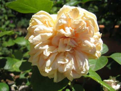 IMG_4939_Small.JPG