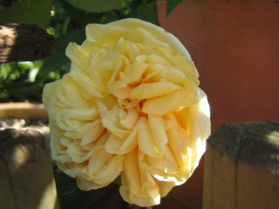 perle_des_jardins_schultheis_Small_2.JPG
