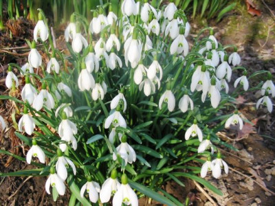 schneegl1.jpg