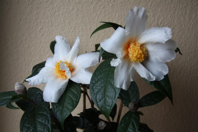 IMG_1820_Medium.JPG