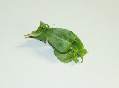 Salat2_ue.jpg