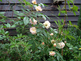Ghislaine_Dez.2009_4.jpg