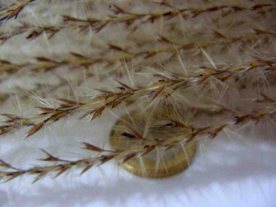gras_005-3_Desktop_Auflosung.jpg