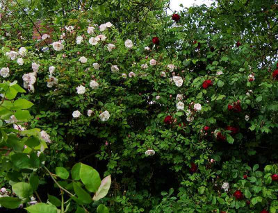 cf_gloire_des_rosomanes_labenz_200906_3.jpg
