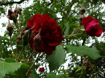 cf_gloire_des_rosomanes_labenz_200906_5.jpg