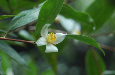 C.kissii.jpg